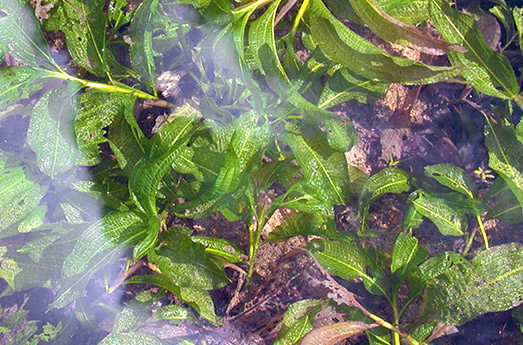 Glänzendes Laichkraut Wasserpflanze Schwimmteich