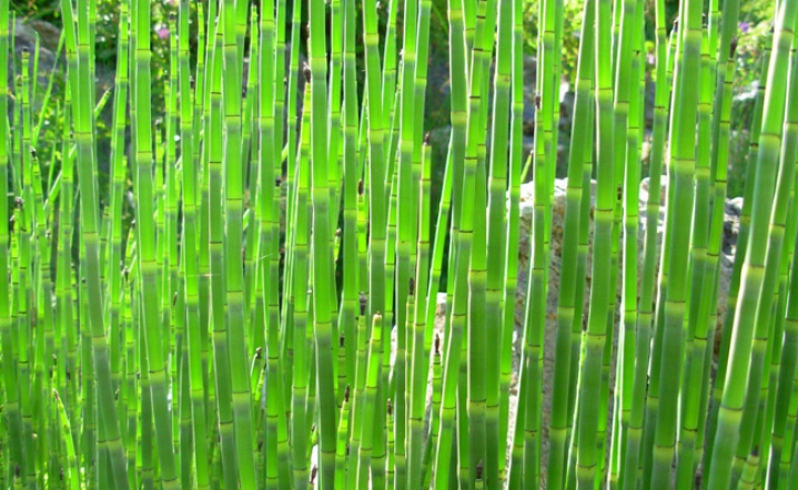 bambus1-2