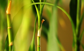 bambus1-1
