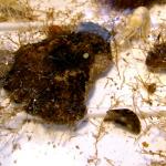 Keulenpolyp (Cordylophora caspia) - astartiges Gebilde auf Stein